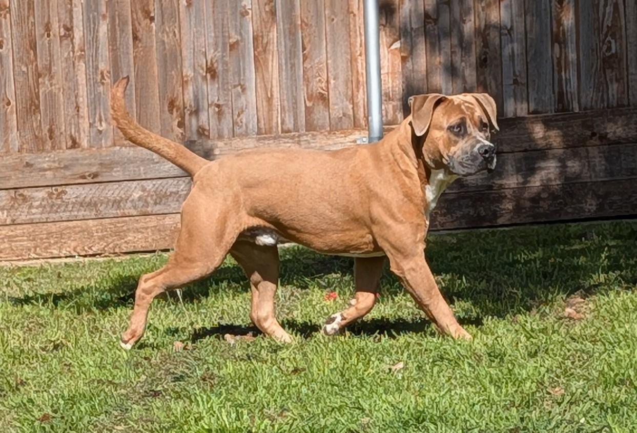 Finn* A216287, a Adoptable mixed breed in Plano, TX image 3/6
