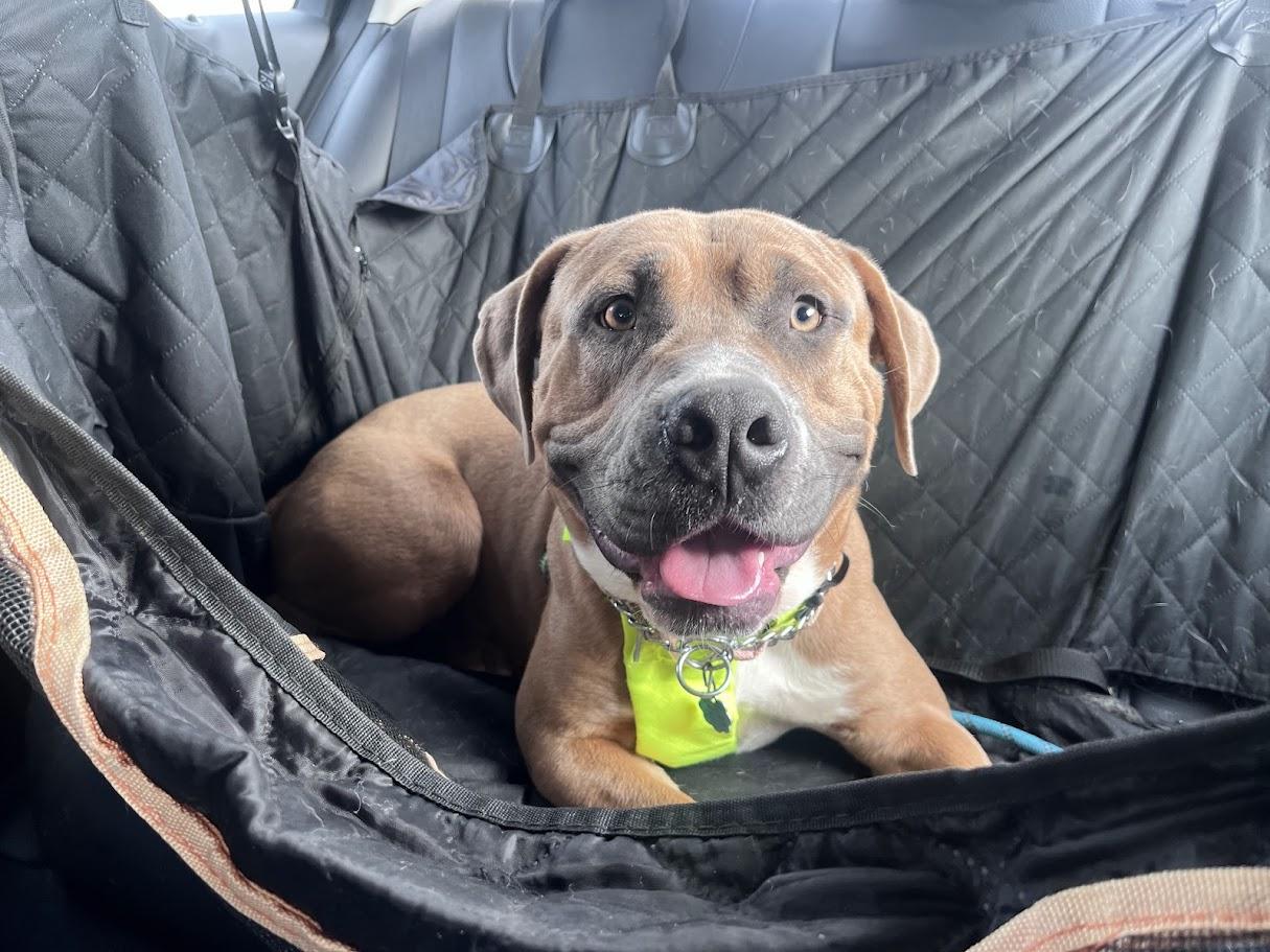 Finn* A216287, a Adoptable mixed breed in Plano, TX image 1/6
