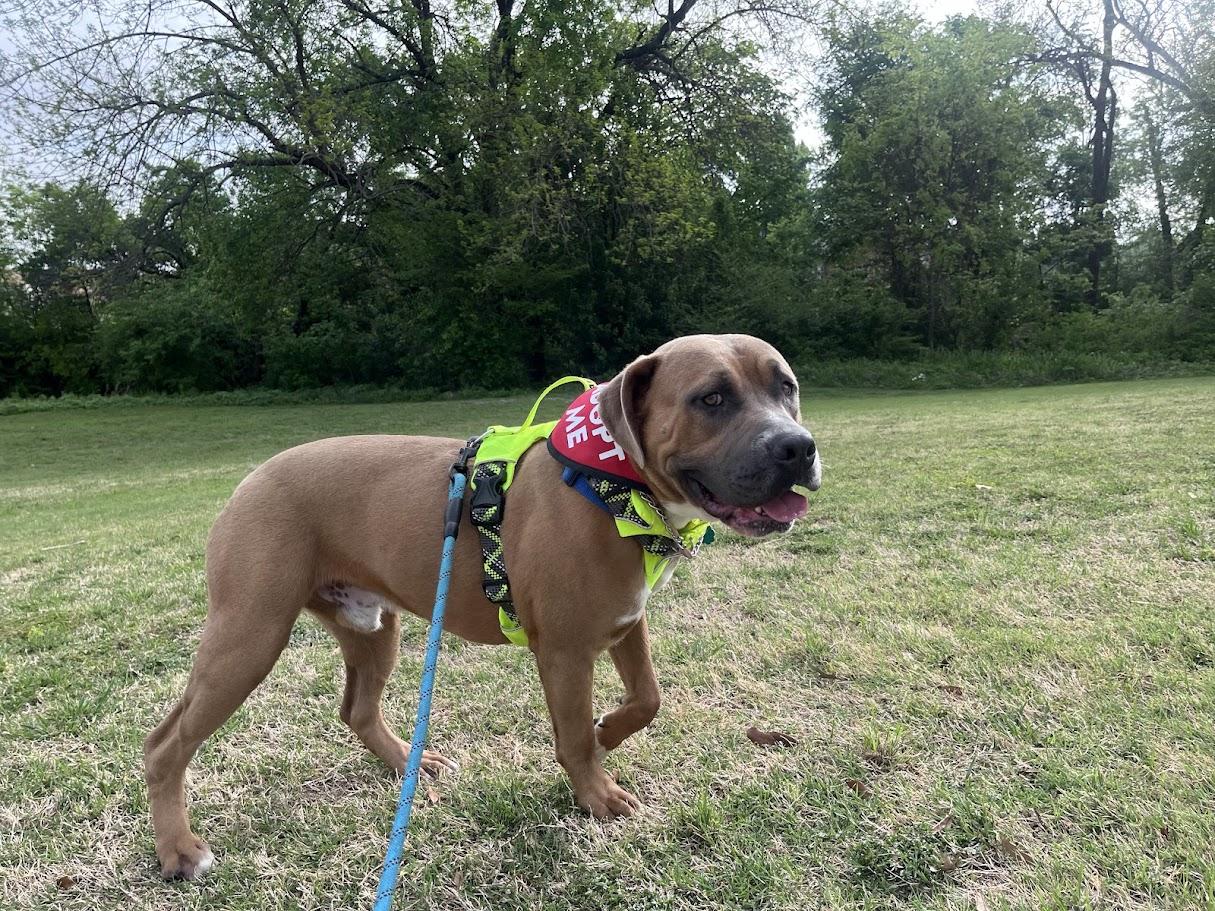 Finn* A216287, a Adoptable mixed breed in Plano, TX image 2/6