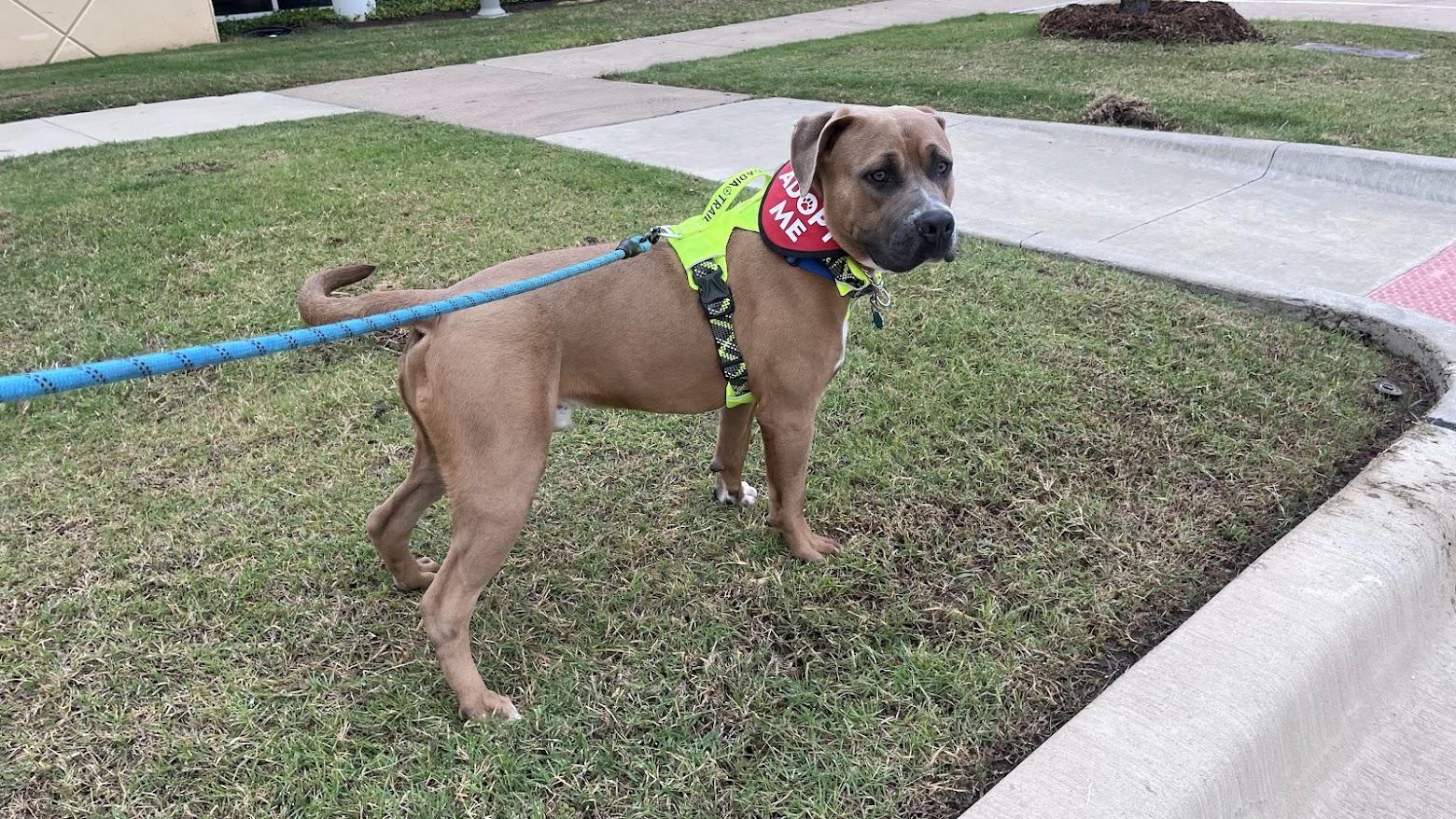 Finn* A216287, a Adoptable mixed breed in Plano, TX image 5/6