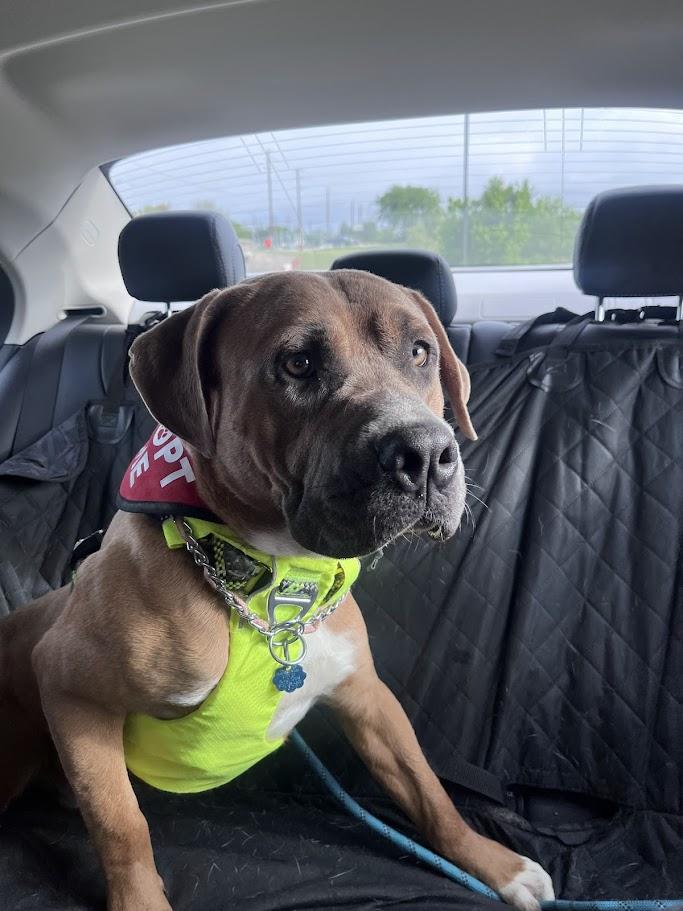 Finn* A216287, a Adoptable mixed breed in Plano, TX image 6/6