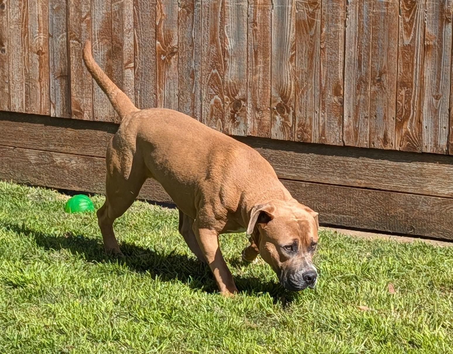 Finn* A216287, a Adoptable mixed breed in Plano, TX image 4/6
