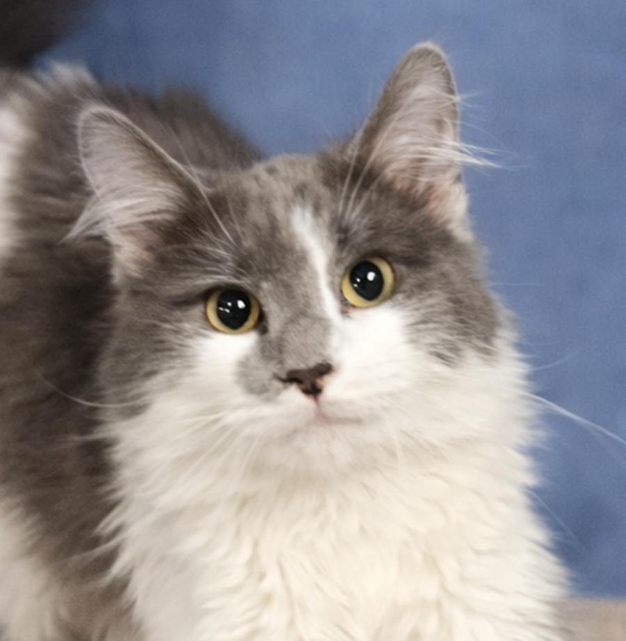 Cheval, Adopted, Young Male Domestic Long Hair.