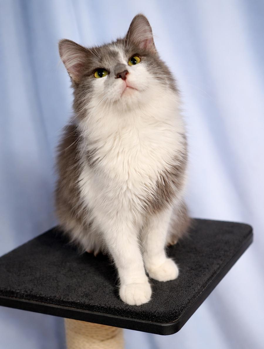 Enlarge Cheval, a Adopted Domestic Long Hair in Cuyahoga Falls, OH image 2/3