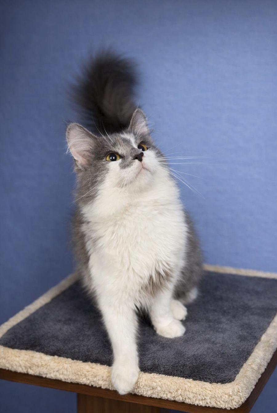 Enlarge Cheval, a Adopted Domestic Long Hair in Cuyahoga Falls, OH image 3/3