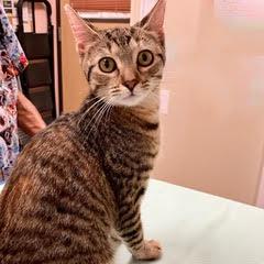 Enlarge Tabbico, an adopted Tabby in Green Valley, AZ image 1/3