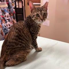 Enlarge Tabbico, an adopted Tabby in Green Valley, AZ image 2/3