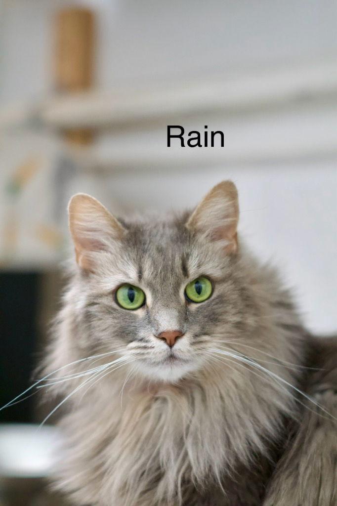 Rain, Adoptable, Senior Female Domestic Long Hair.