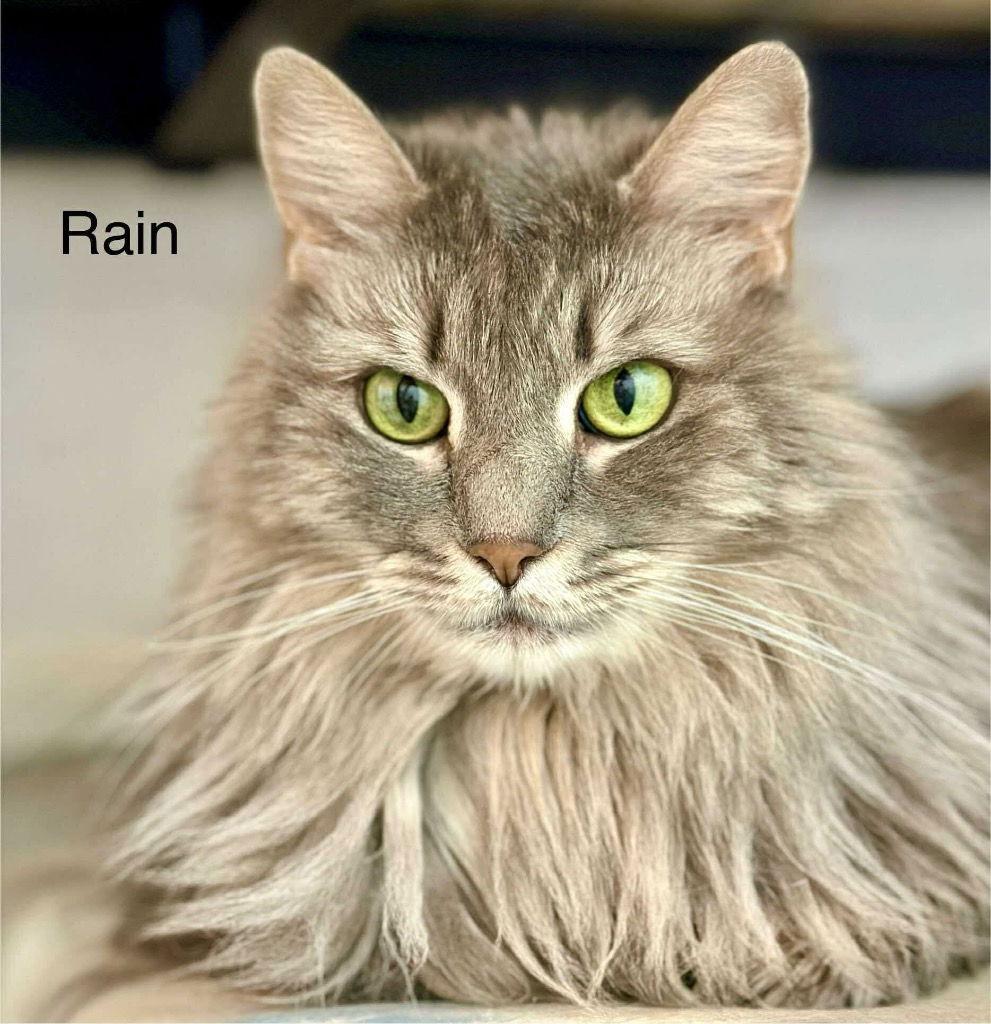 Enlarge Rain, a Adoptable Domestic Long Hair in Saint George, UT image 2/3