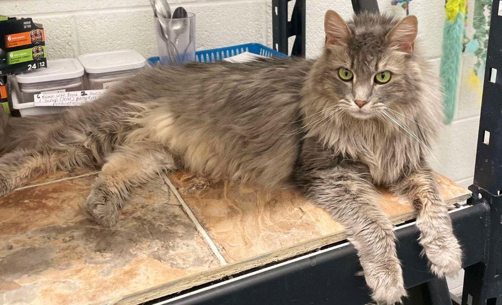Rain, Adoptable, Senior Female Domestic Long Hair.