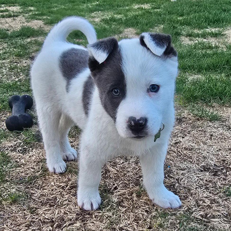 Corn Dog, Adoptable, Young Male Cattle Dog.