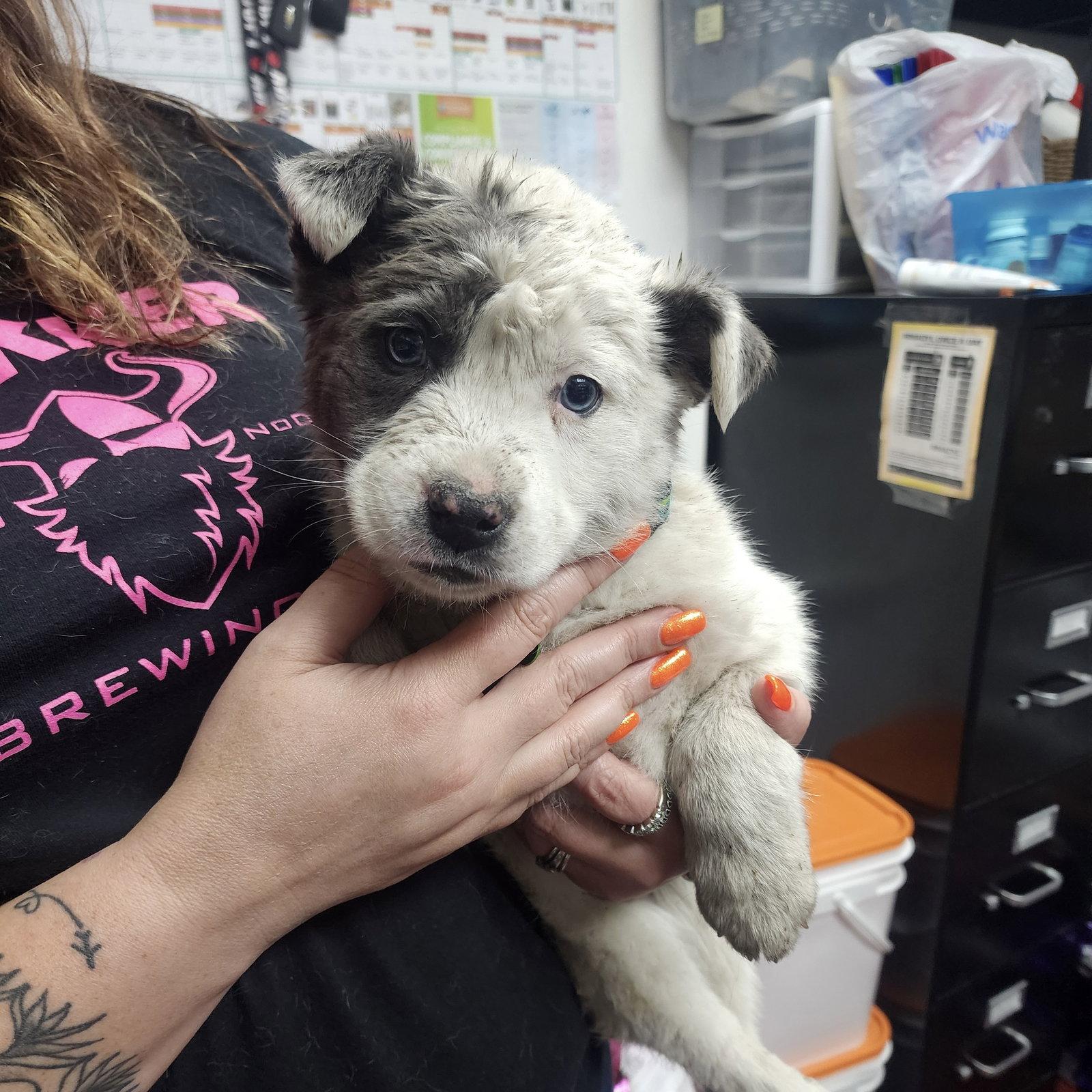 Corn Dog, a Adoptable Cattle Dog in Fargo, ND image 2/2
