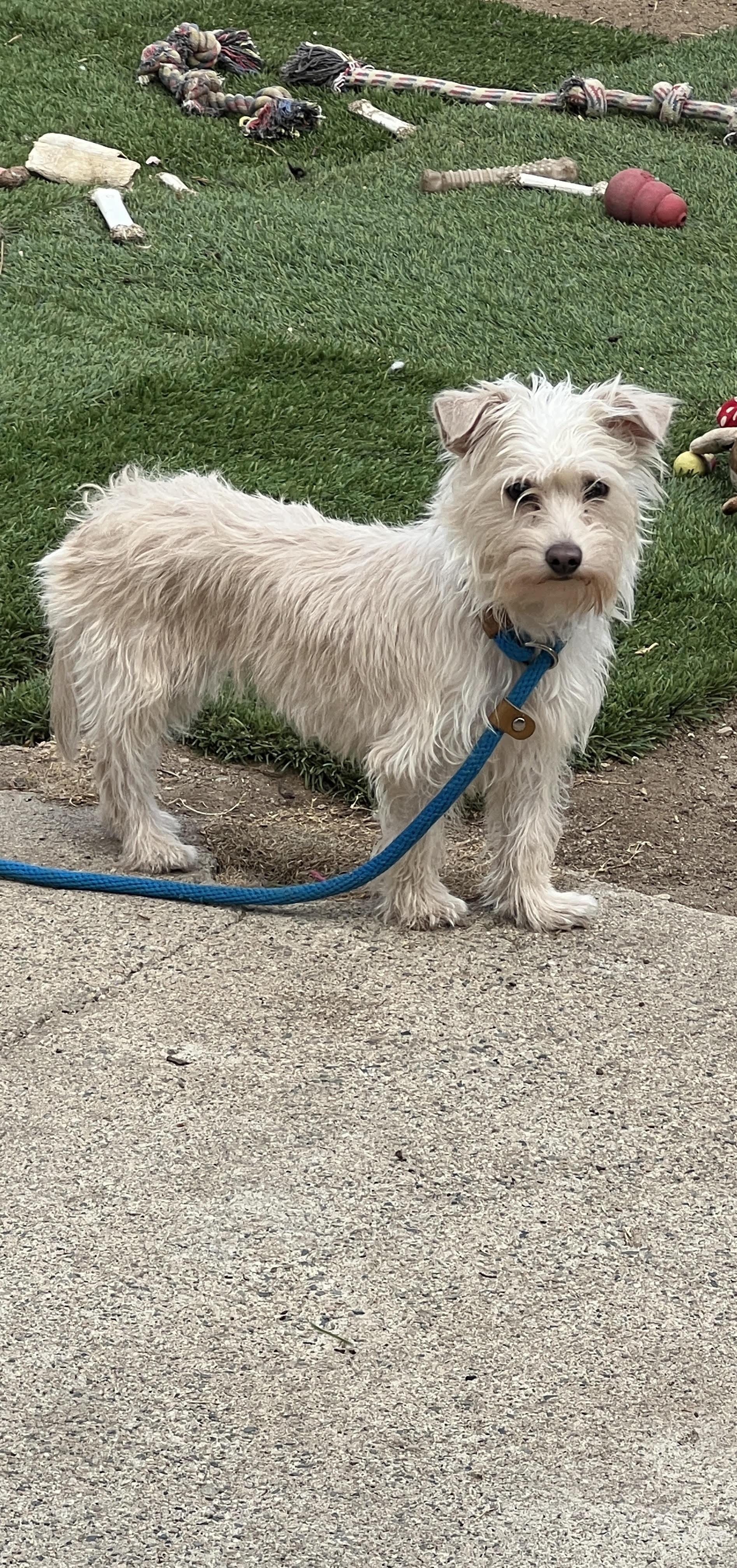 Hana, a Adoptable mixed breed in Studio City, CA image 2/4
