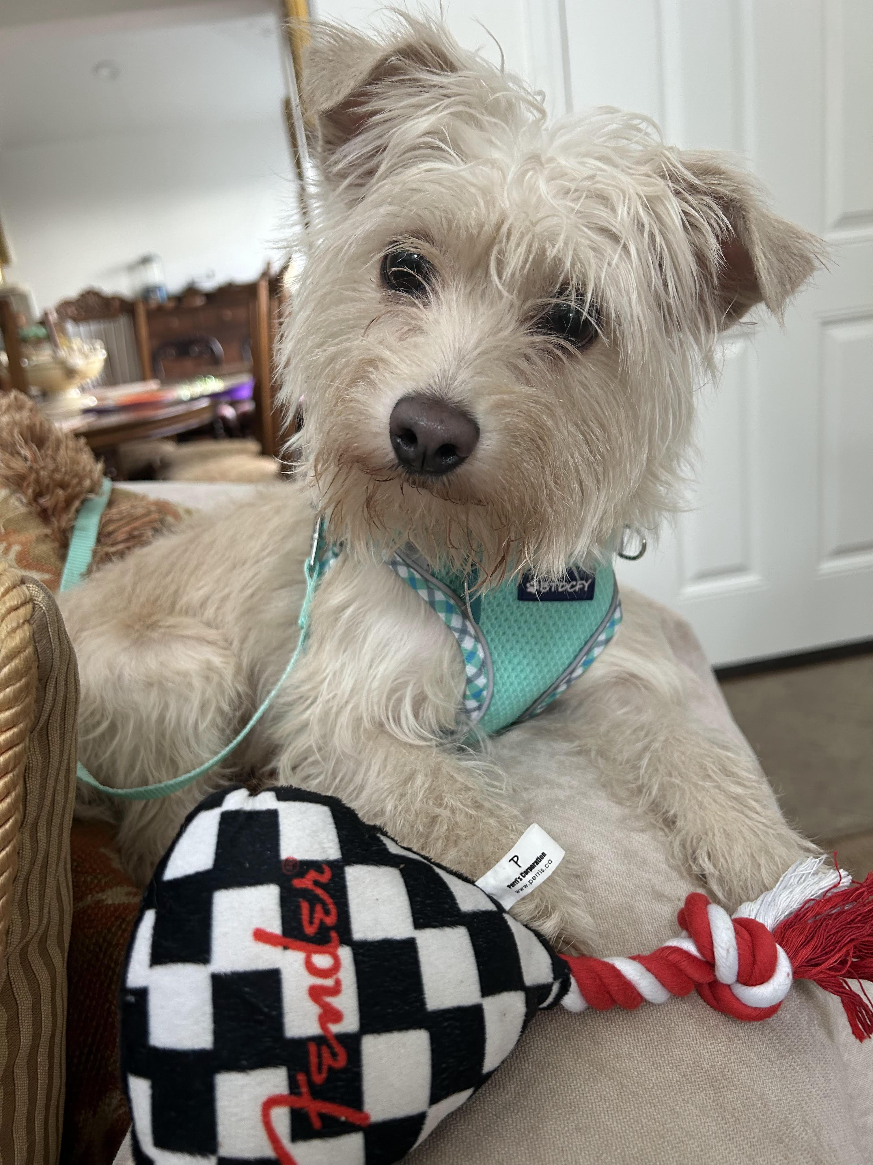 Hana, a Adoptable mixed breed in Studio City, CA image 1/4