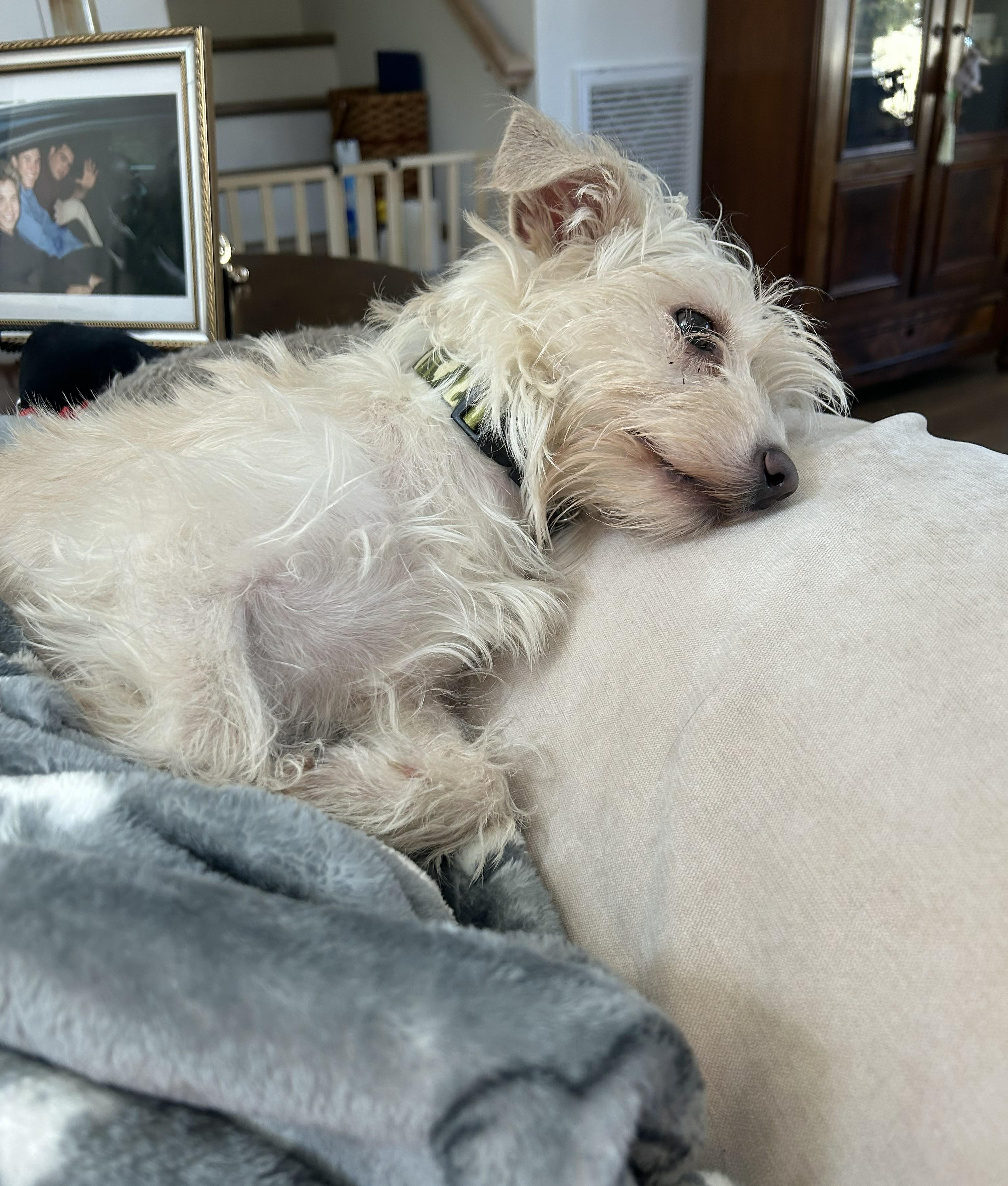 Hana, a Adoptable mixed breed in Studio City, CA image 4/4