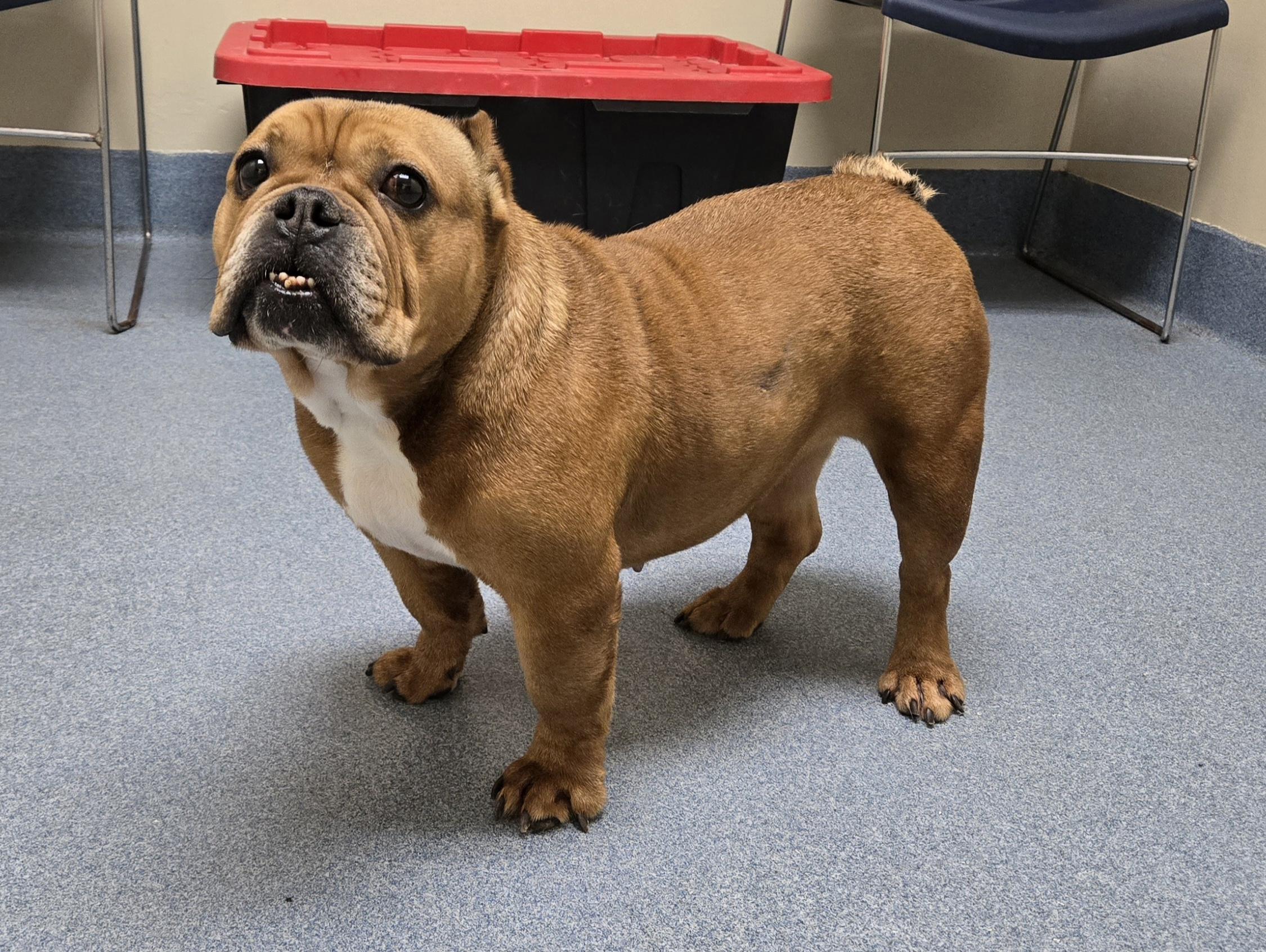 Enlarge Cecelia, a ADOPTABLE mixed breed in Suffolk, VA image 6/6