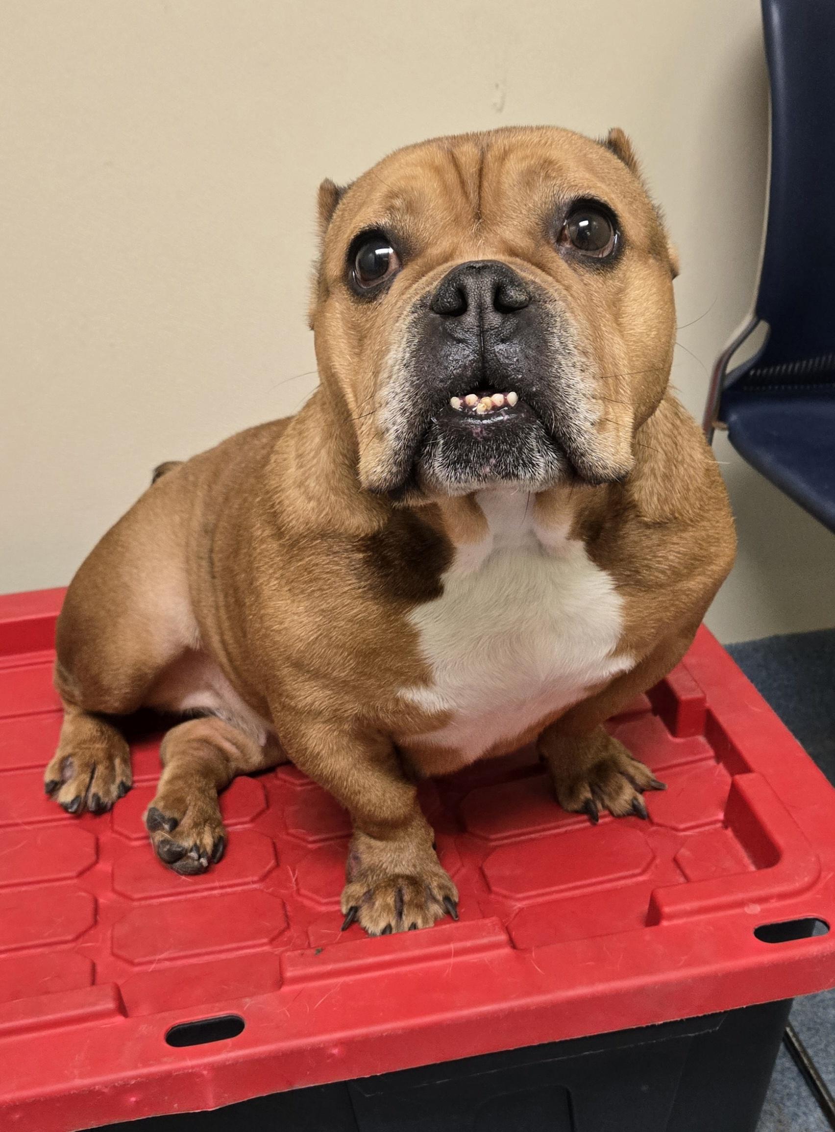 Enlarge Cecelia, a ADOPTABLE mixed breed in Suffolk, VA image 3/6