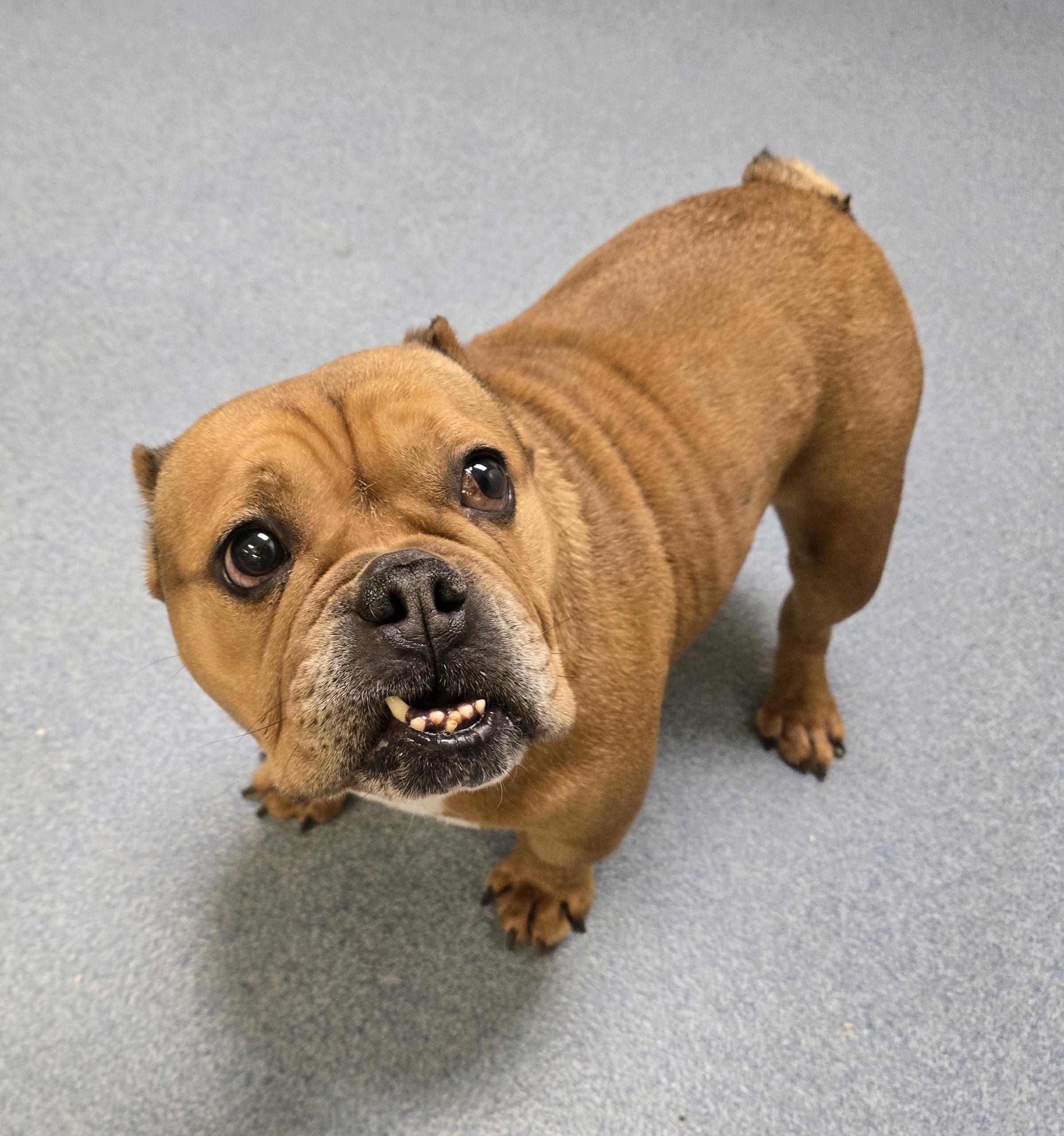 Enlarge Cecelia, a ADOPTABLE mixed breed in Suffolk, VA image 5/6