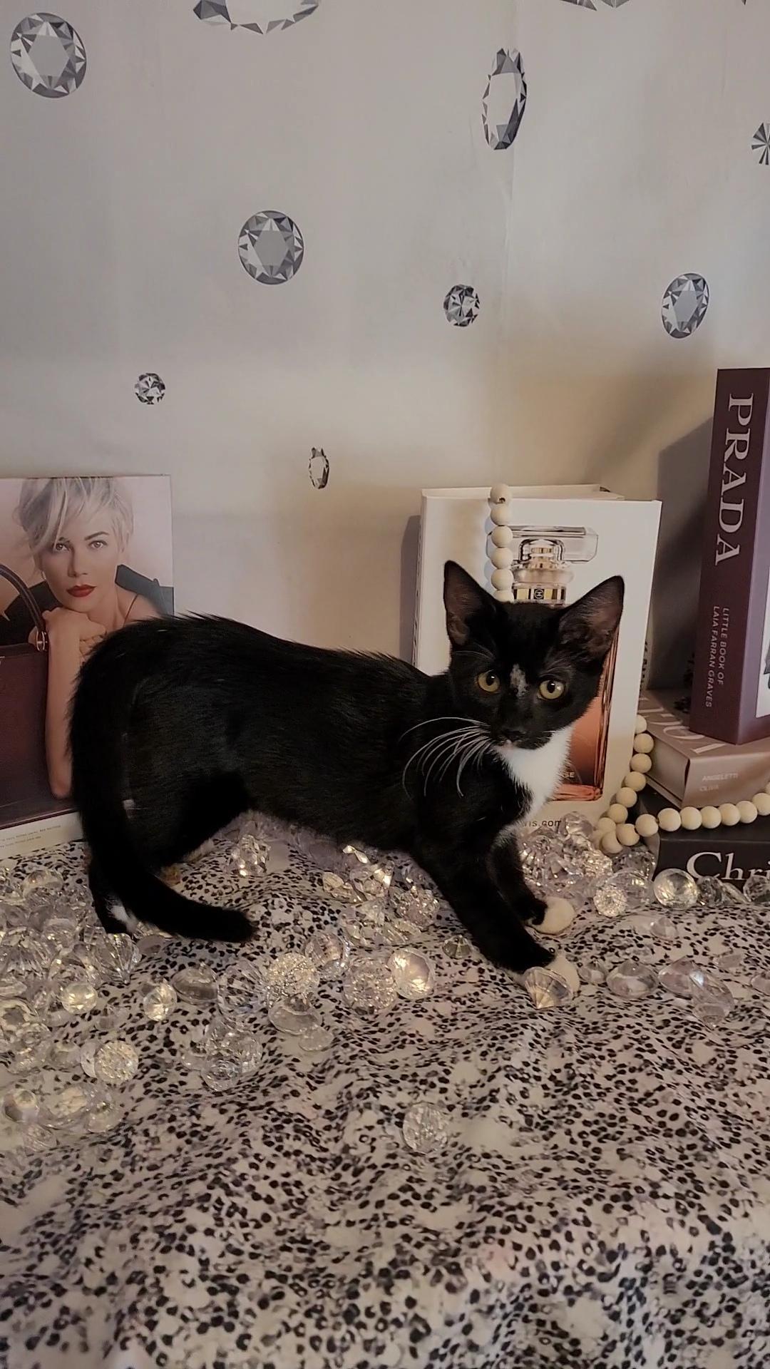 TIFFANY, a Adoptable mixed breed in Escalon, CA image 4/6