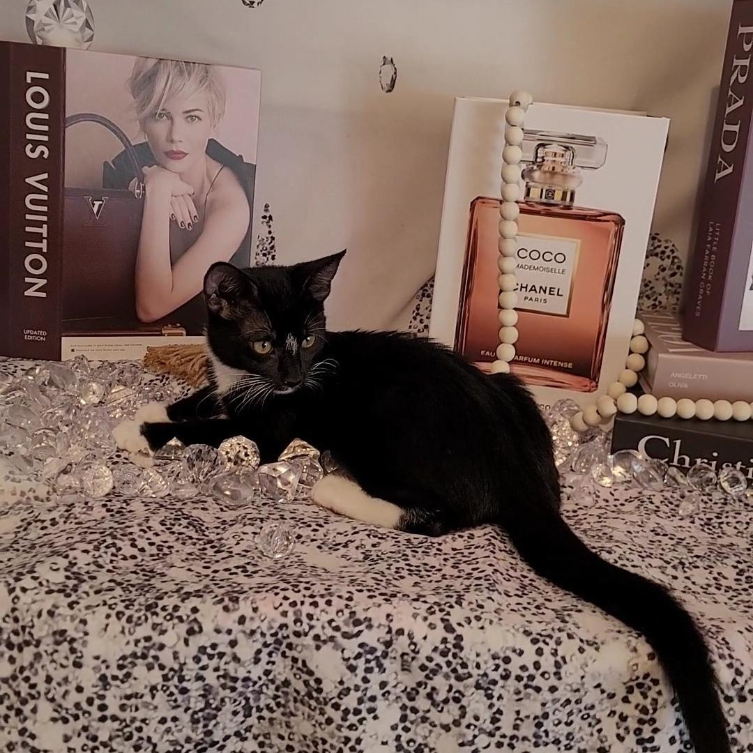 TIFFANY, a Adoptable mixed breed in Escalon, CA image 3/6