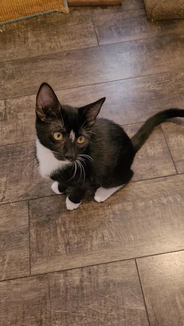 TIFFANY, a Adoptable mixed breed in Escalon, CA image 2/6