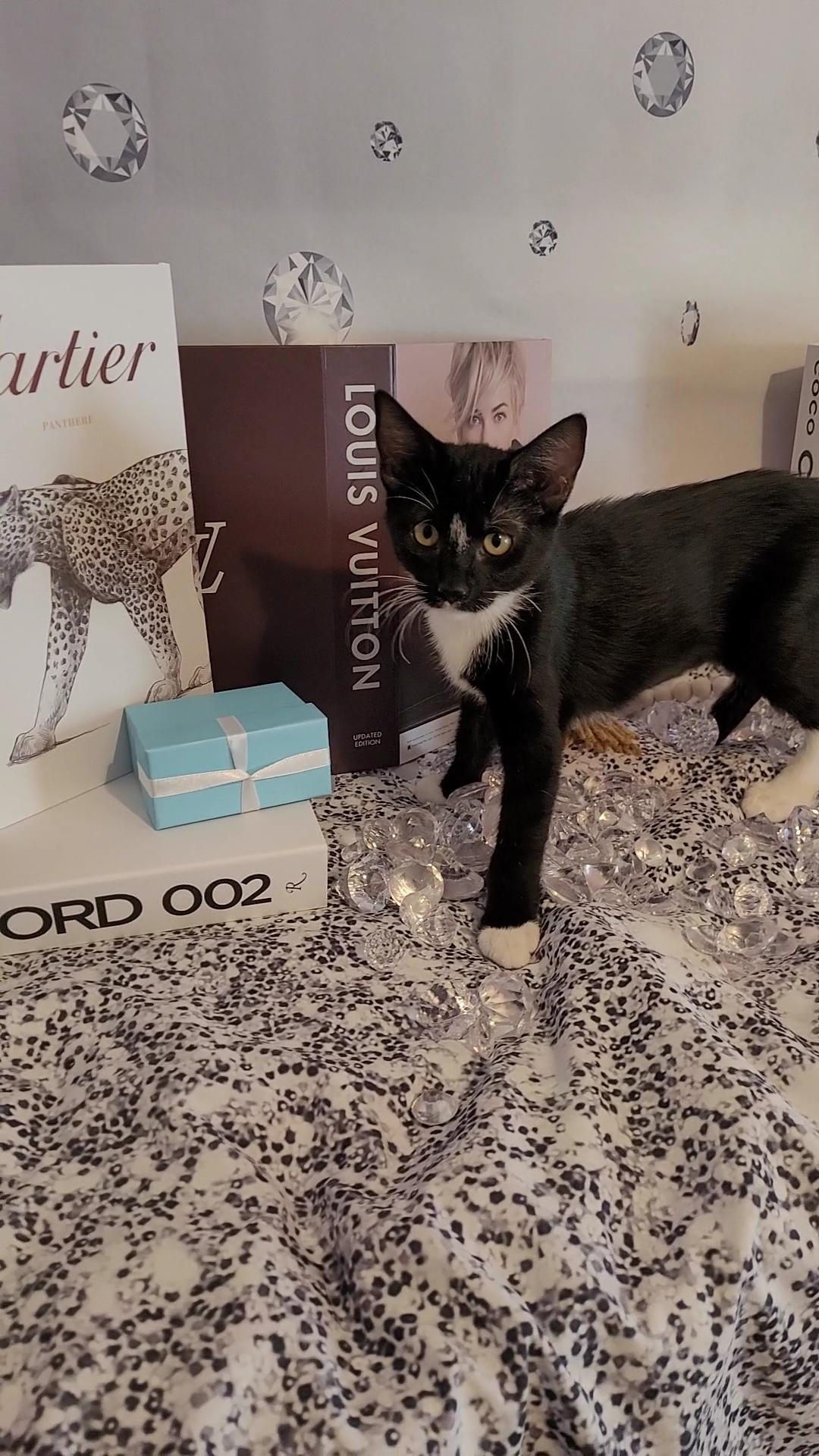 TIFFANY, Adoptable, Kitten Female Tuxedo & Domestic Short Hair.