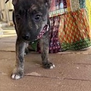 Enlarge Beacon, a ADOPTABLE mixed breed in Canyon Lake, TX image 6/6