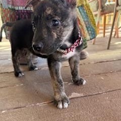Enlarge Beacon, a ADOPTABLE mixed breed in Canyon Lake, TX image 4/6
