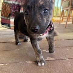 Enlarge Beacon, a ADOPTABLE mixed breed in Canyon Lake, TX image 3/6