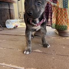Enlarge Beacon, a ADOPTABLE mixed breed in Canyon Lake, TX image 2/6