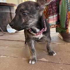 Enlarge Beacon, a ADOPTABLE mixed breed in Canyon Lake, TX image 5/6