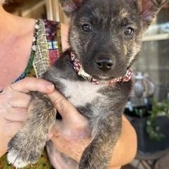 Enlarge Beacon, a ADOPTABLE mixed breed in Canyon Lake, TX image 1/6