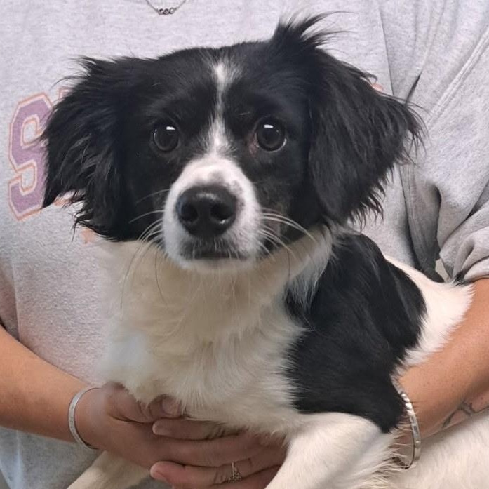 Rugar, ADOPTABLE, Young Male Papillon & Brittany Spaniel.