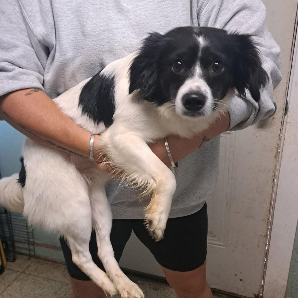 Rugar, a ADOPTABLE mixed breed in Metropolis, IL image 2/2