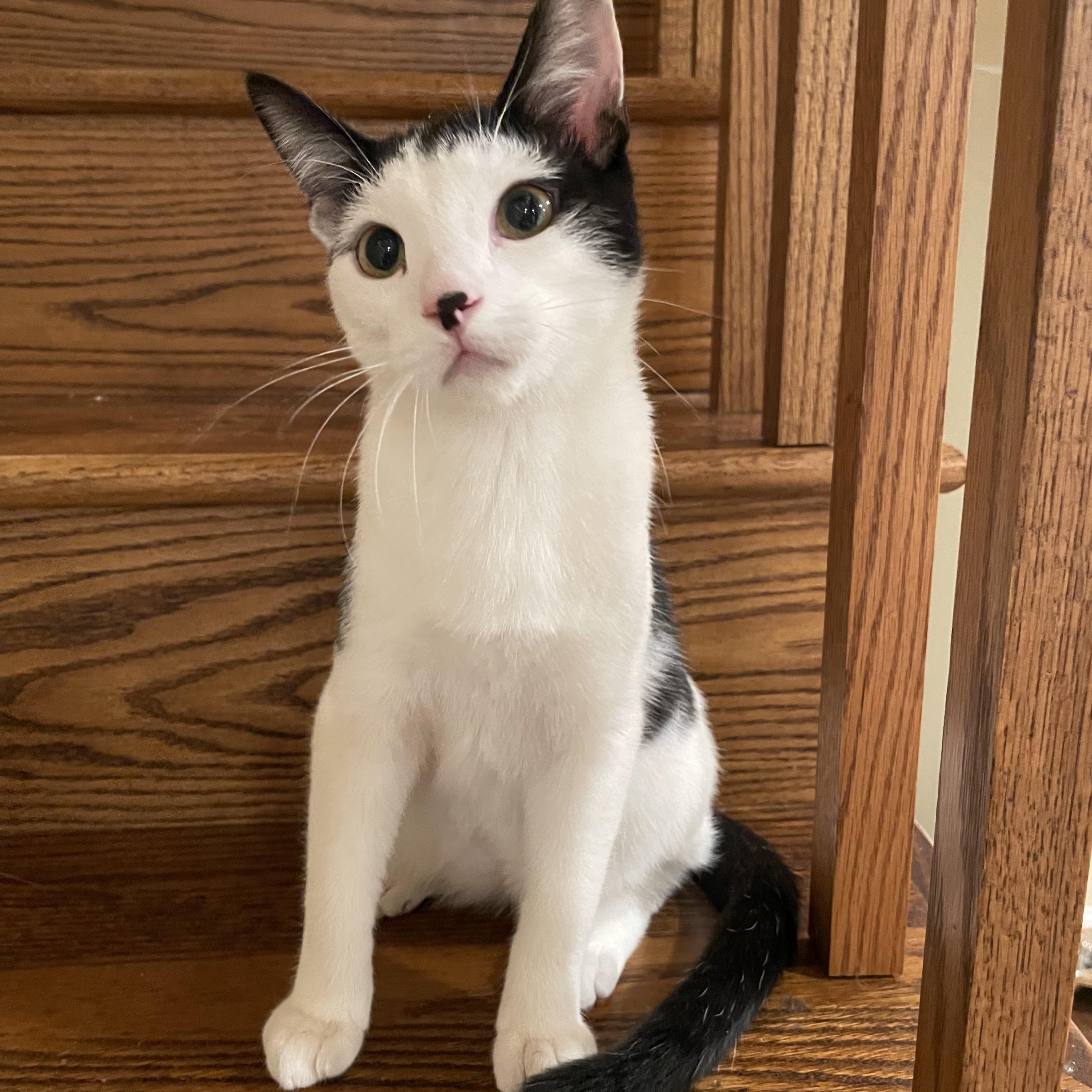 Moe, Adoptable, Adult Male Tuxedo & Maine Coon.