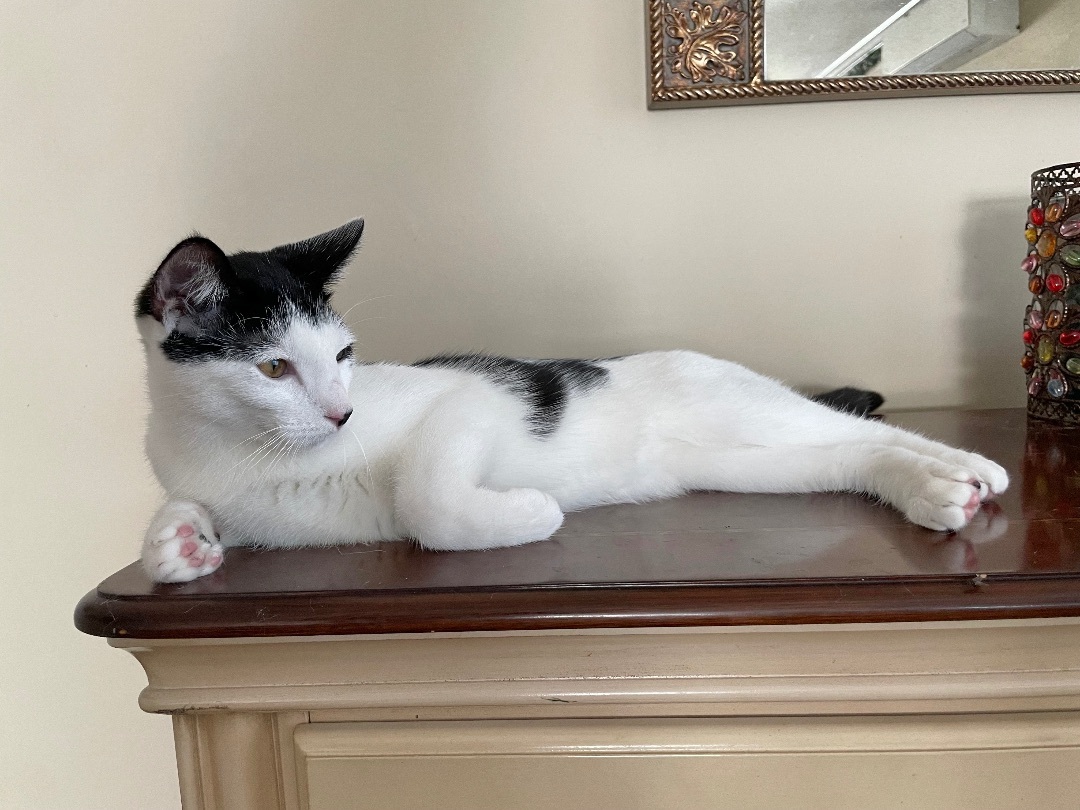 【SOFT THUMBNAIL】 Mumu, Domestic Shorthair Soft thumbnail Mumu, Domestic Shorthair