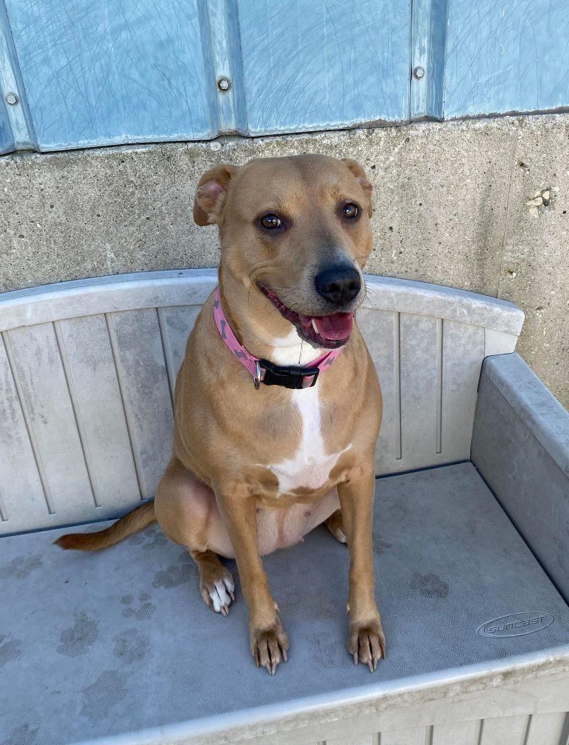 Enlarge Minnie, a Adoptable mixed breed in La Salle, IL image 3/3