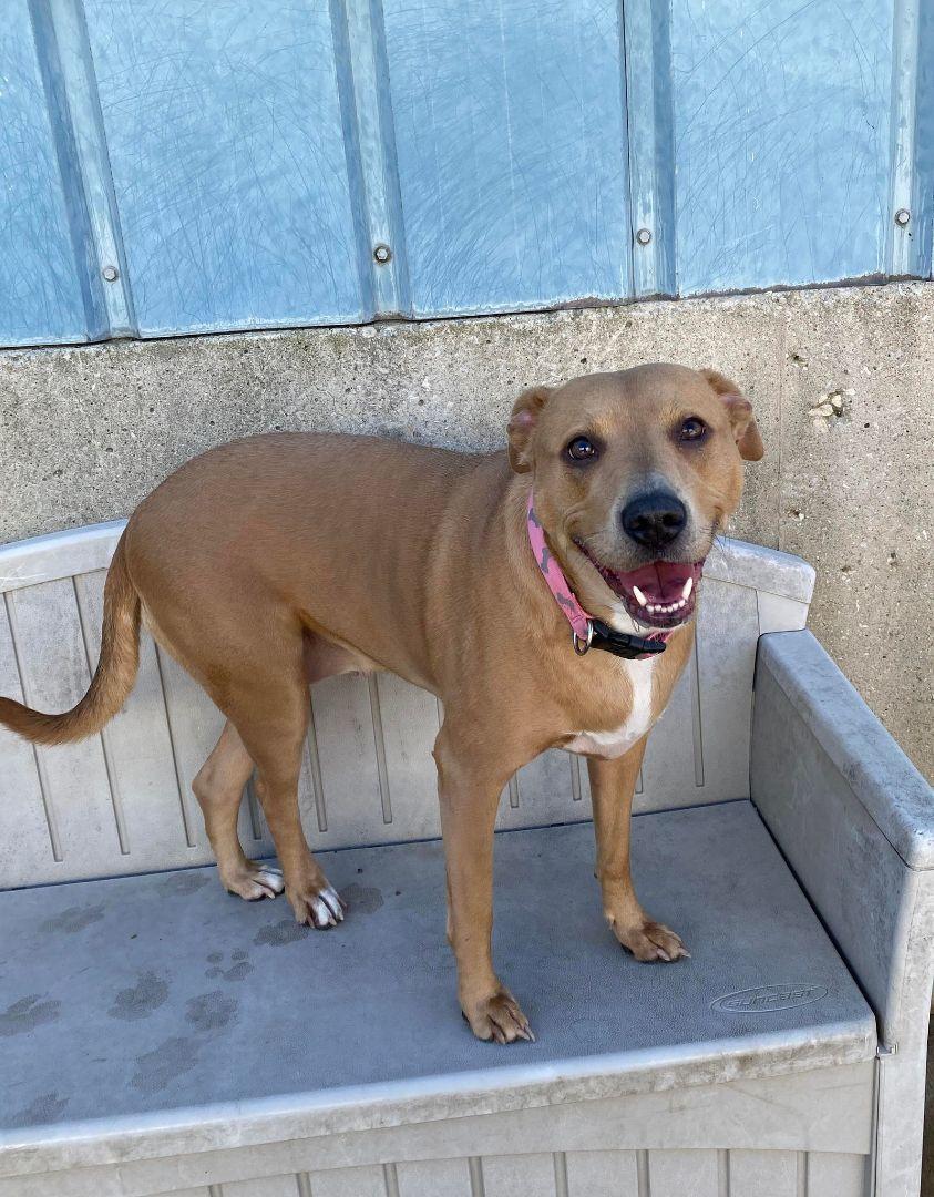 Minnie, Adoptable, Adult Female Labrador Retriever & Pit Bull Terrier.