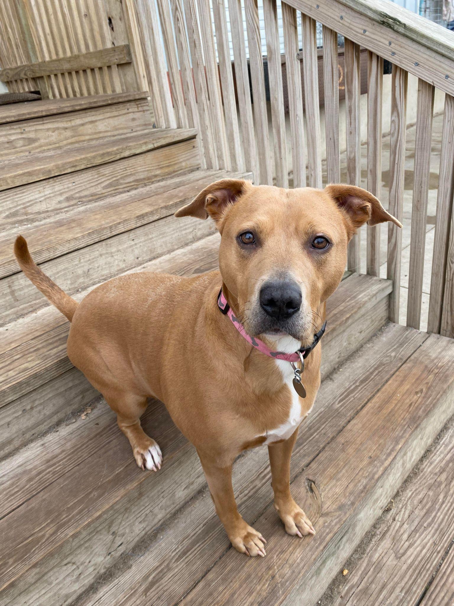 Enlarge Minnie, a Adoptable mixed breed in La Salle, IL image 2/3