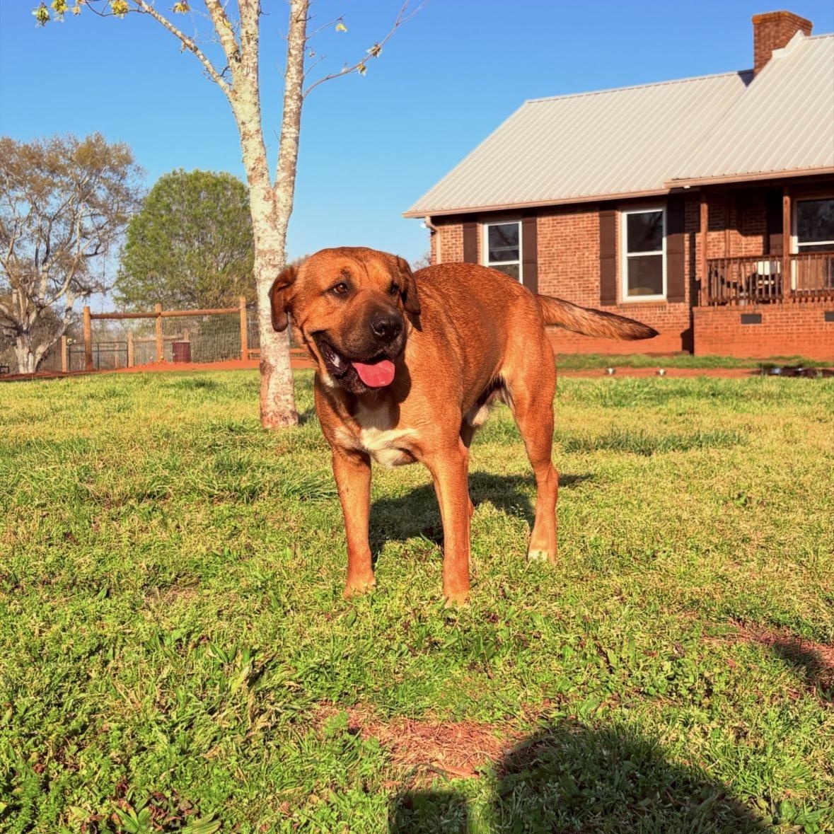 Smooshy, Adoptable, Adult Male Shar-Pei & Bloodhound.