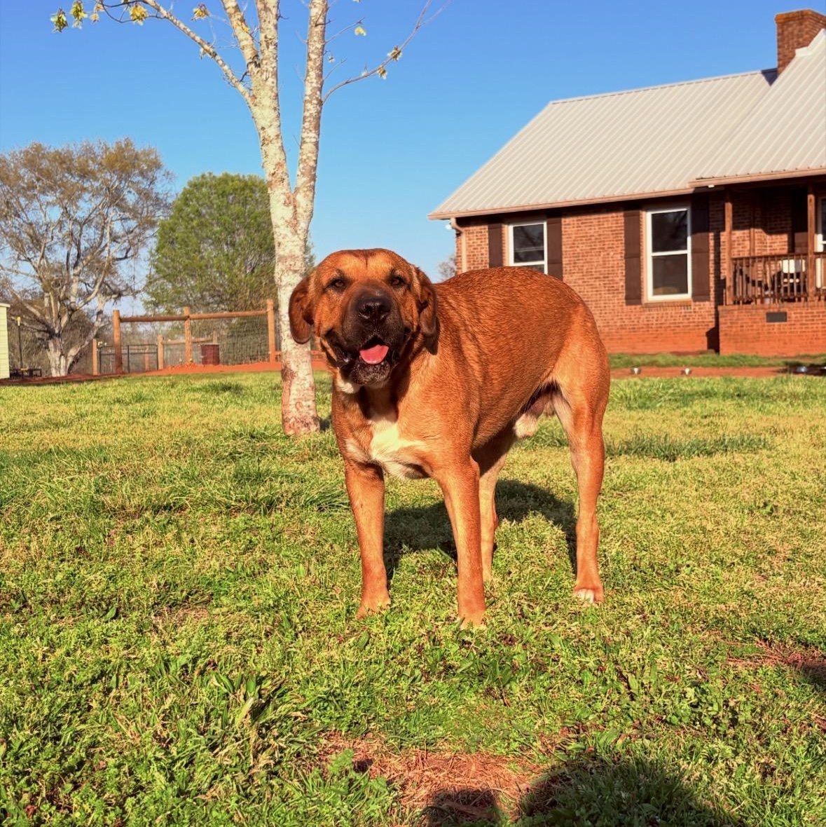 Enlarge Smooshy, a Adoptable mixed breed in Williamston, SC image 2/2