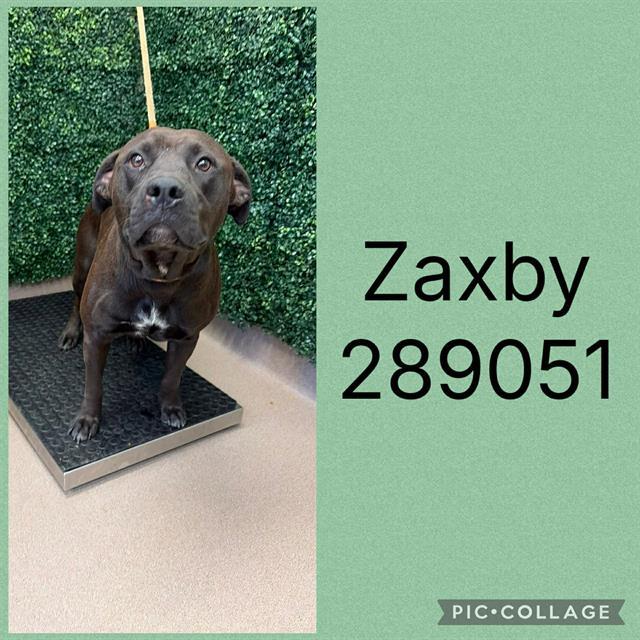 ZAXBY, Adoptable, Adult Male Labrador Retriever & Mixed Breed.