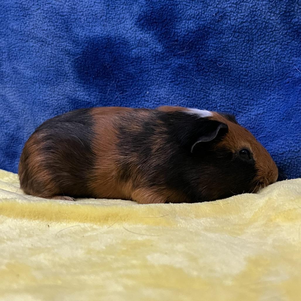 Enlarge Comet, a Adoptable Guinea Pig in Decatur, GA image 1/3