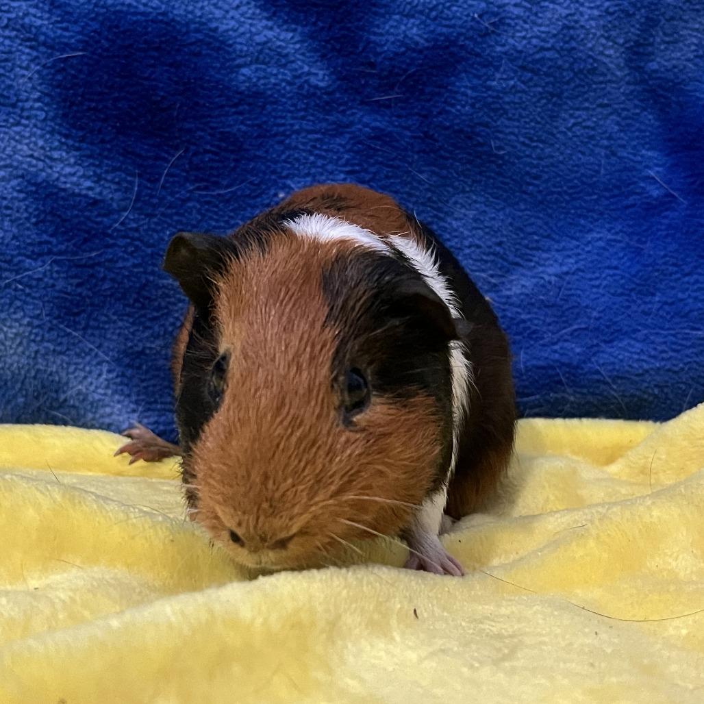 Enlarge Comet, a Adoptable Guinea Pig in Decatur, GA image 2/3