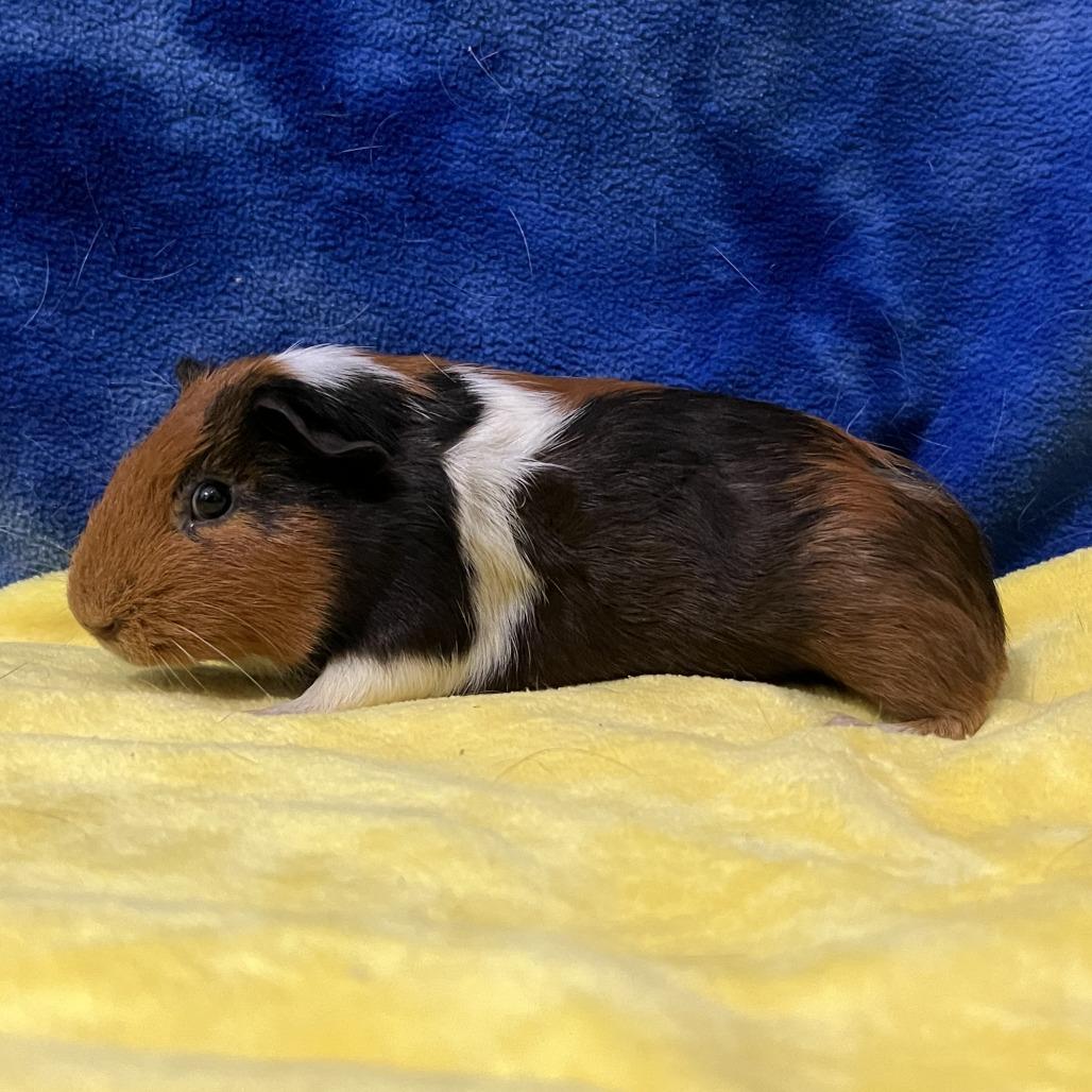 Enlarge Comet, a Adoptable Guinea Pig in Decatur, GA image 3/3