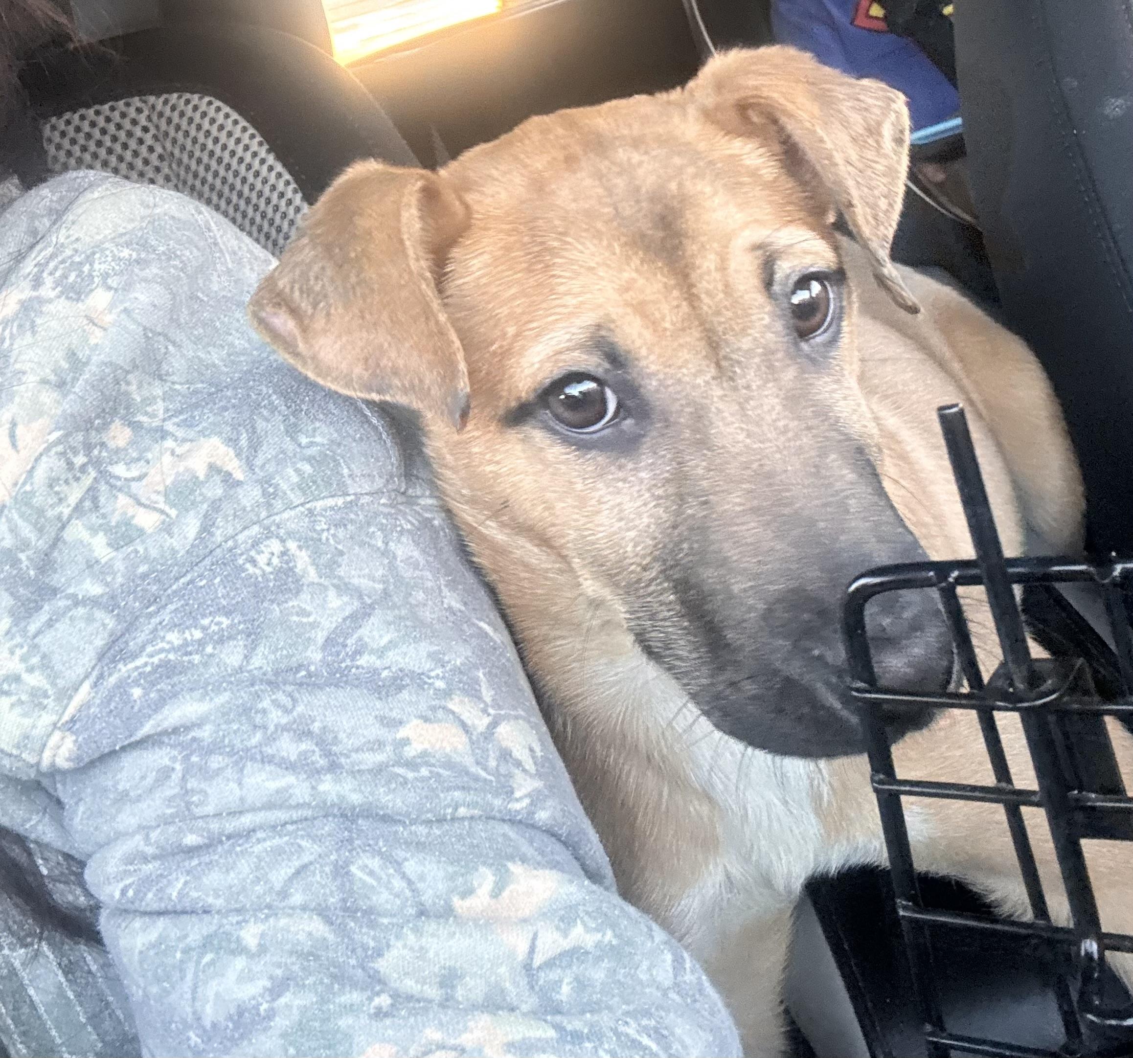 Akeelah, ADOPTABLE, Puppy Female Belgian Shepherd / Malinois.