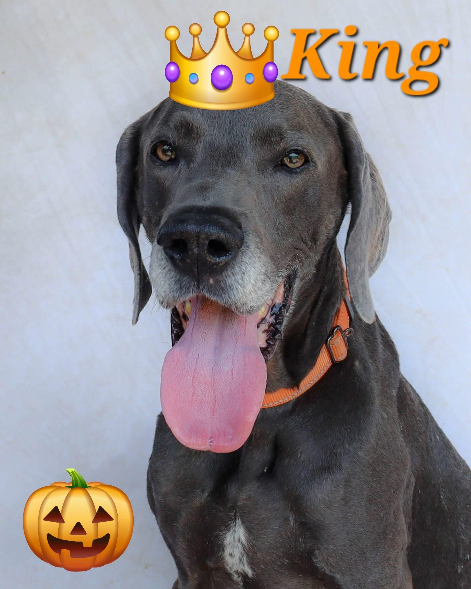 King, Adoptable, Senior Male Great Dane.