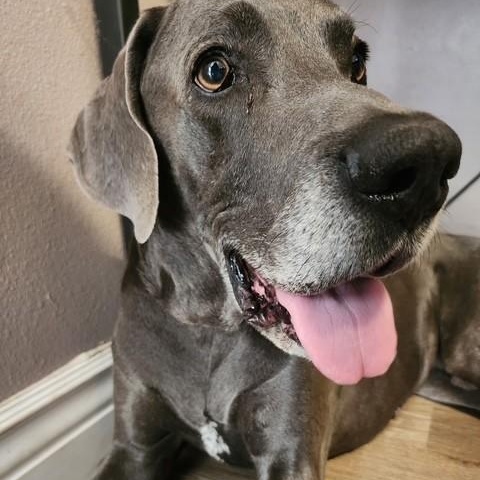 King, a Adoptable Great Dane in Unionville, CT image 4/6