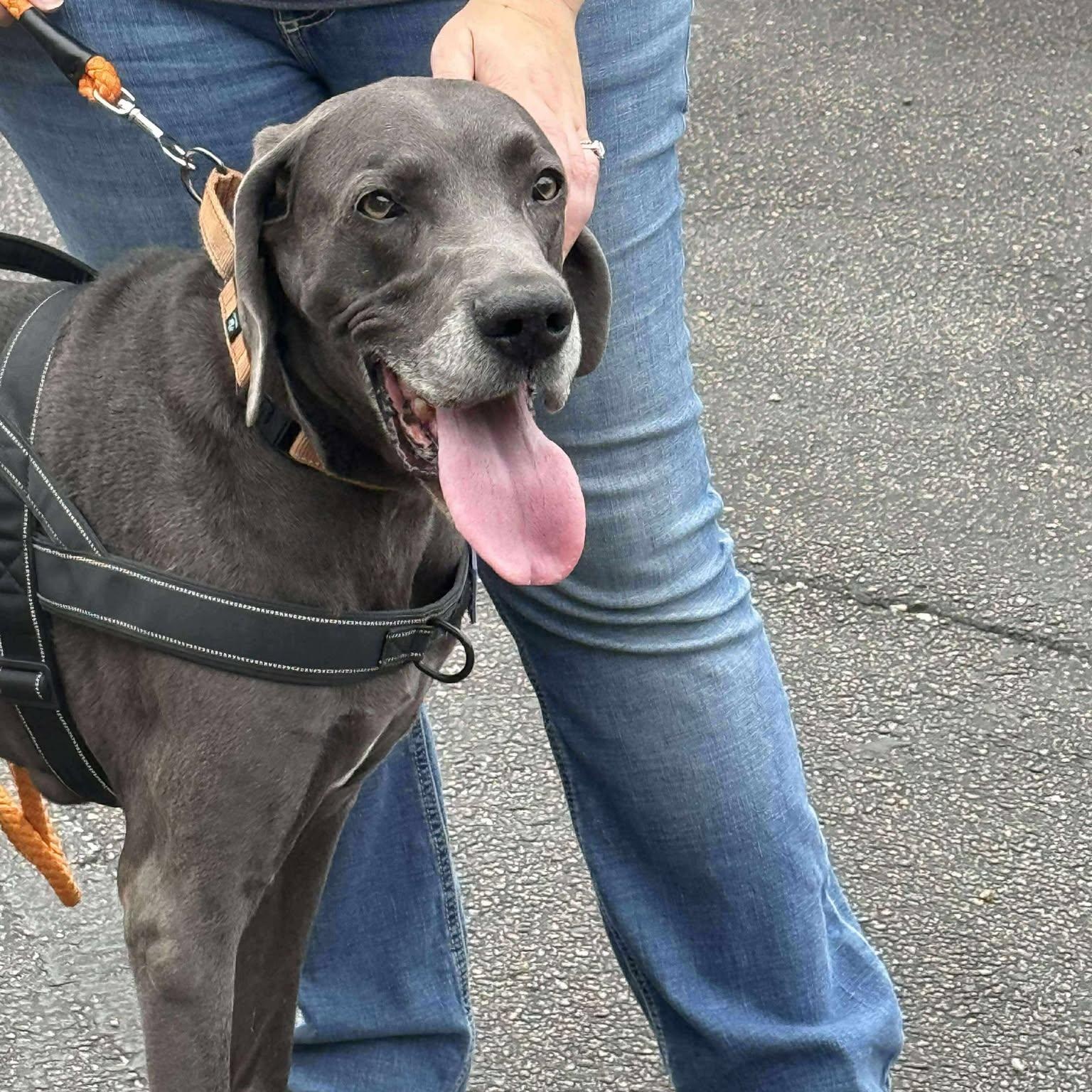 King, a Adoptable Great Dane in Unionville, CT image 6/6