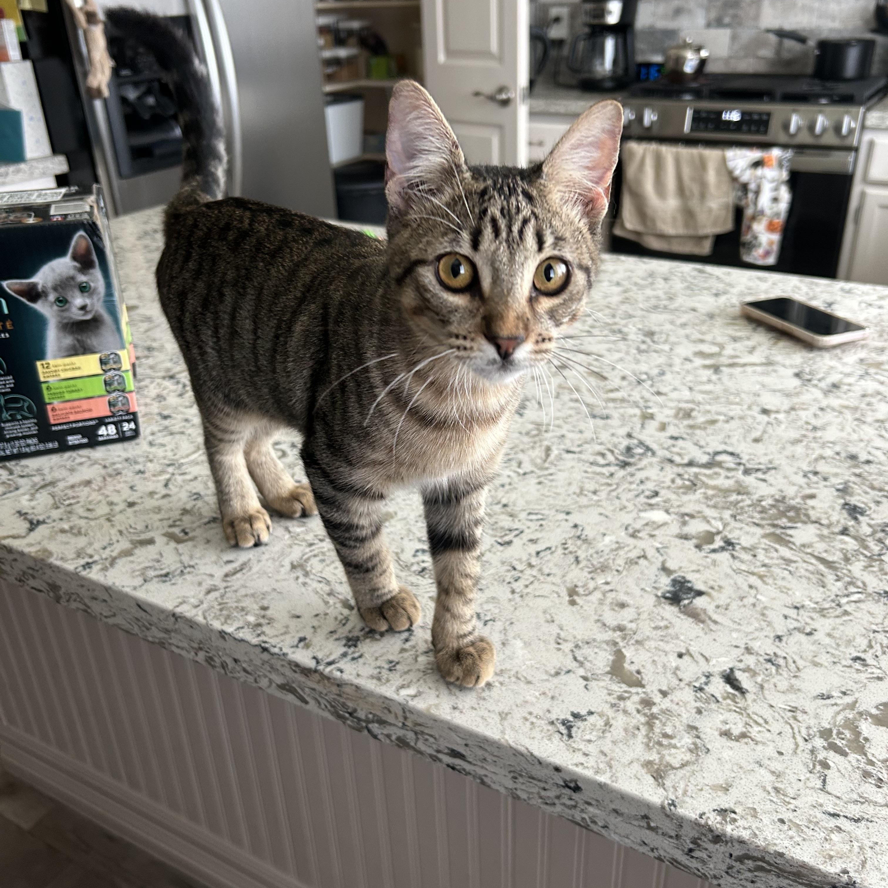 Phoenix and Xander - Denver, an adopted Tabby in Denver, CO image 2/5